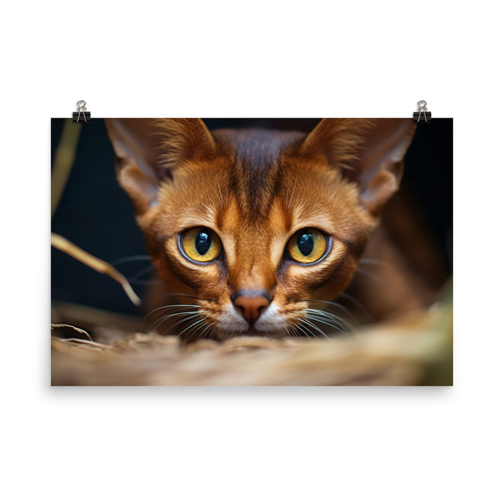 Abyssinian Photo paper poster - PosterfyAI.com