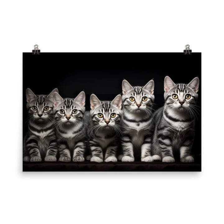 American Shorthair Photo paper poster - PosterfyAI.com